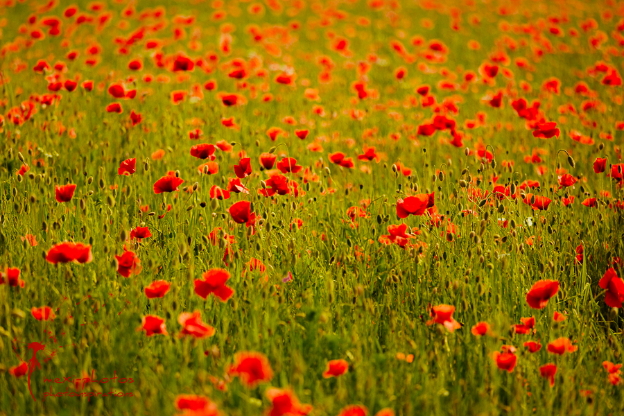 Poppyfield