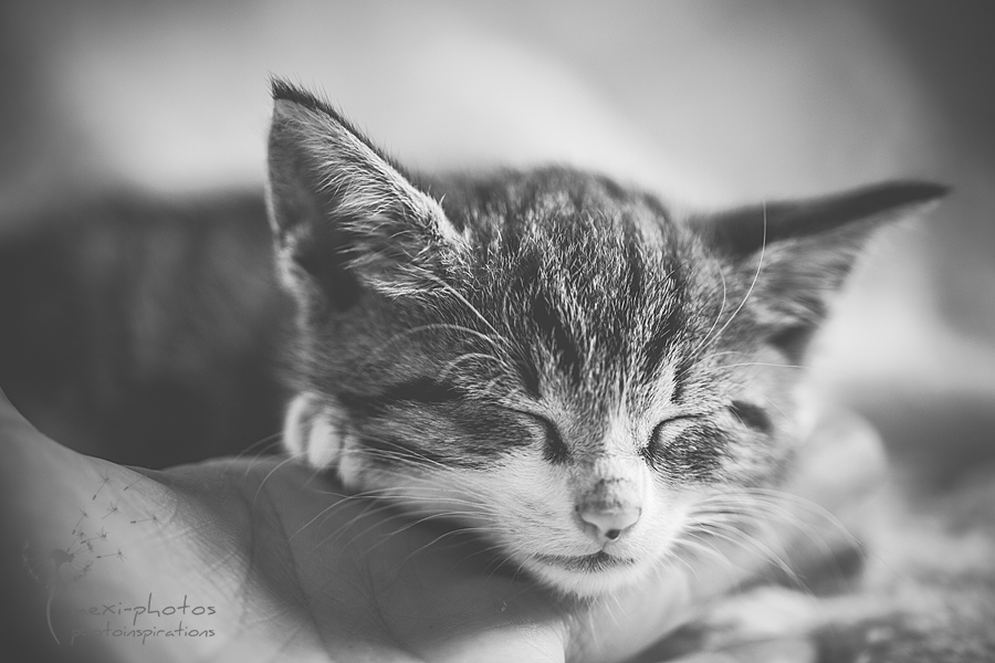 sleeping cat