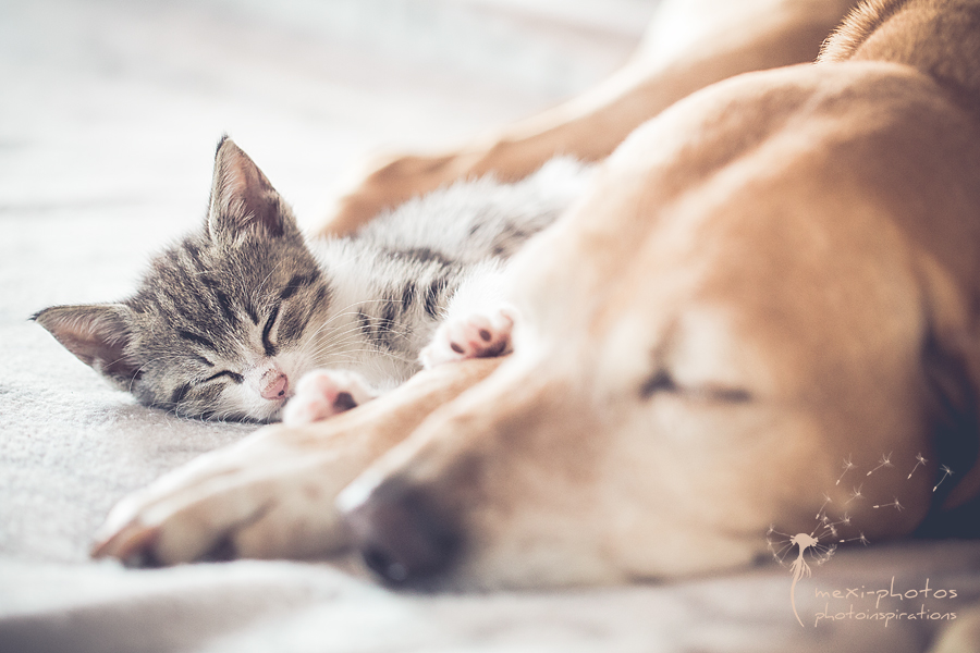 sleeping cat and dog
