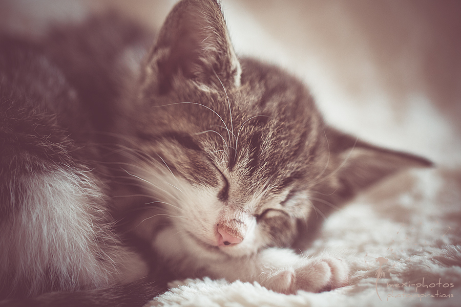 little cat