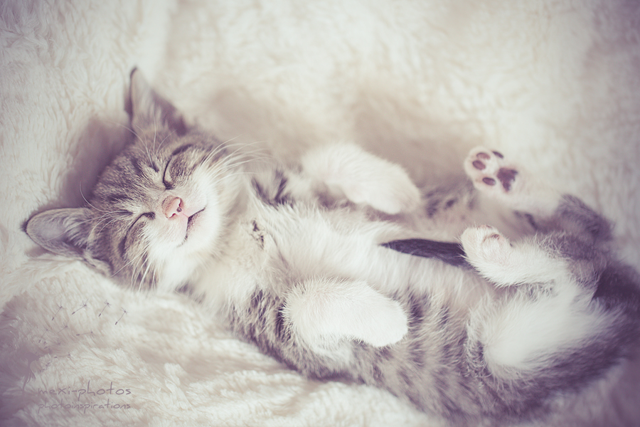 Kitten