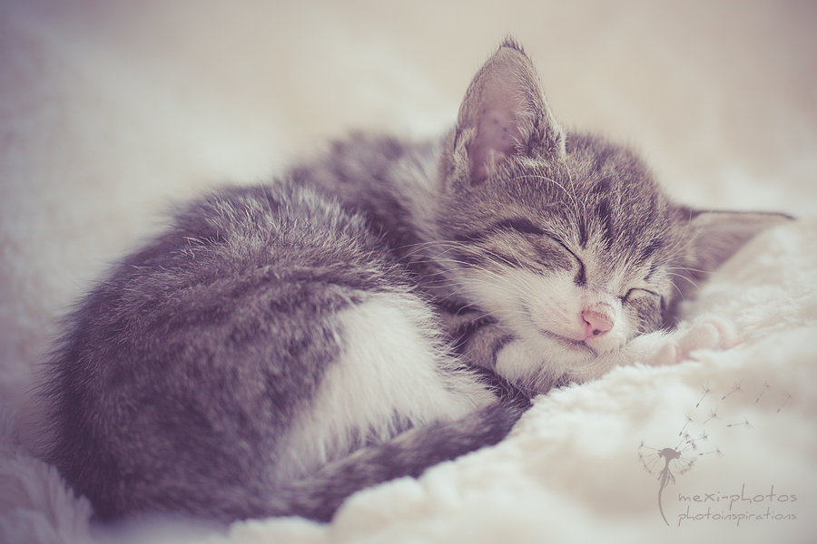 Baby Cat