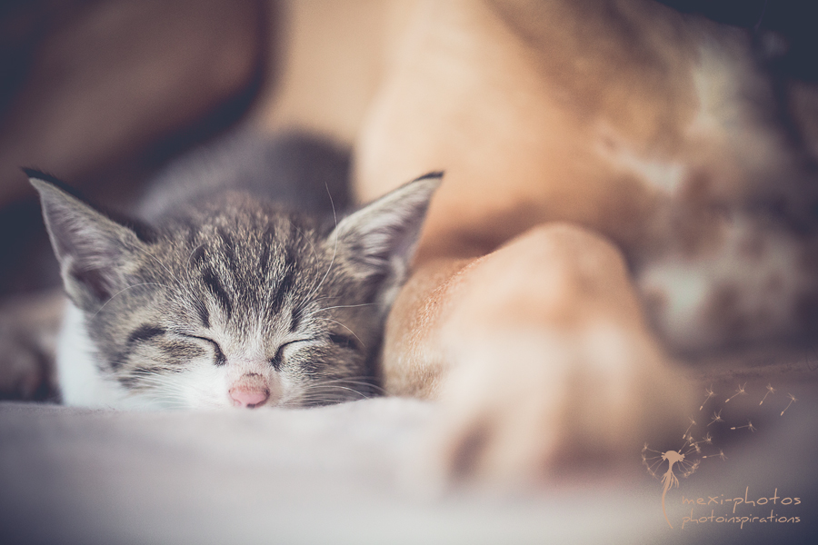 little cat nose