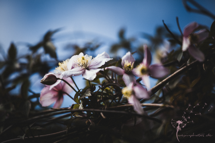 Clematis