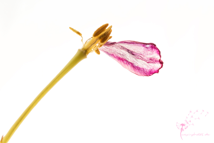 tulip