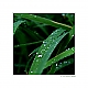 Nach dem Regen - Botanischer Garten Gütersloh Nach dem Regen - Botanischer Garten Gütersloh