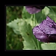 Schlafmohn im Botanischen Garten in Gütersloh Schlafmohn im Botanischen Garten in Gütersloh