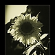 Sunflower-Feeling Sunflower-Feeling