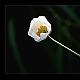 Weisse Blüte Weisse Blüte