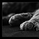 Katzenentspannung Katzenentspannung
