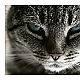 Katzenblick Katzenblick