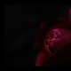 Red-Dream Red-Dream