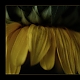 yellow dream yellow dream