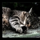 seelig schlafende Katze seelig schlafende Katze