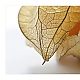 Physalis Physalis