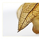 Physalis 2
