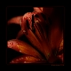 Red Flower Red Flower