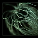 Im Wind ...