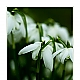 Schneeglöckchen - Snowdrop Schneeglöckchen - Snowdrop