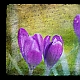 Springdream Springdream