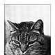 Chilling cat Chilling cat