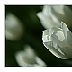 Der Sonne entgegen ... Der Sonne entgegen ...