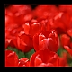 Tulpenmeer Tulpenmeer