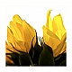 Sunflower-Macro Sunflower-Macro