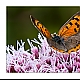 Schmetterling ... Schmetterling ...