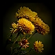 Strohblumen ... Strohblumen ...