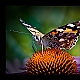 Kleiner bunter Schmetterling ... Kleiner bunter Schmetterling ...