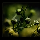 dreaming in green and yellow dreaming in green and yellow
