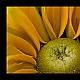 yellow ... yellow ...