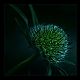 blue and green ... blue and green ...