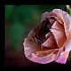 last summer rose ... last summer rose ...