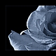 blue rose ... blue rose ...