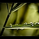 heaven's teardrops heaven's teardrops