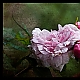 Rosensymphonie Rosensymphonie