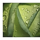 green rose green rose