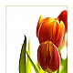 tulip tulip