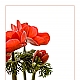 Anemone