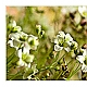 saxifraga saxifraga