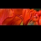 tulips tulips