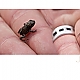 jump little frog jump little frog