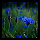 Kornblumenblau Kornblumenblau