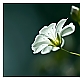 Miniblümchen Miniblümchen