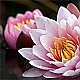 Seerose Seerose