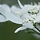 Traum in weiss Traum in weiss