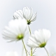 naeher