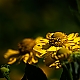 yellow yellow